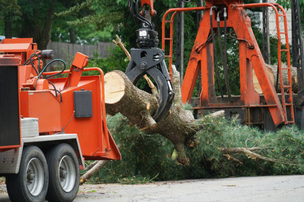 Best Stump Grinding and Removal  in St Albans, WV